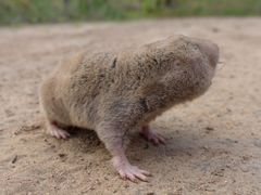 Mechow's Mole-Rat photo 5