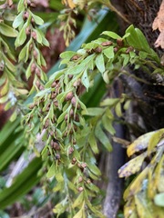 Tmesipteris horomaka