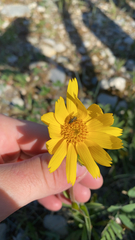Arnica angustifolia