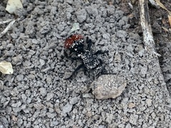Dasymutilla clotho