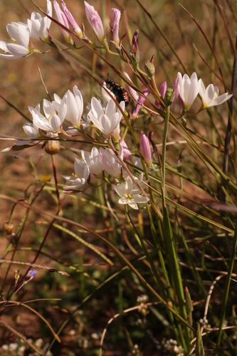 Sand Satin (Geissorhiza arenicola)