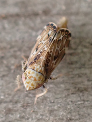 Errastunus ocellaris