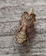 Errastunus ocellaris