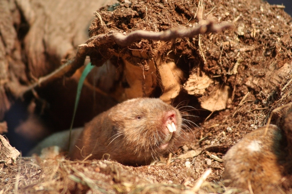 Ansell s Mole-rat