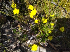 Hibbertia fasciculata