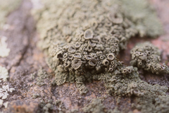 Hyperphyscia syncolla