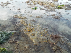 Ciocalypta polymastia