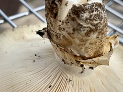 Catathelasma ventricosum