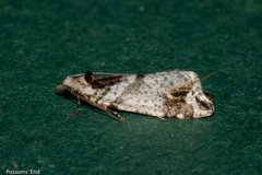 Pyrgotis