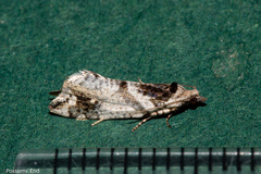 Pyrgotis