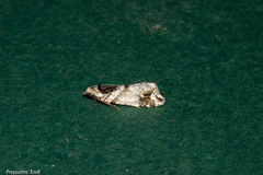 Pyrgotis