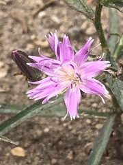 Stephanomeria lactucina