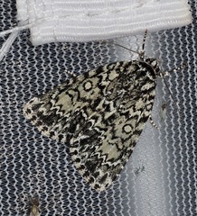 Acronicta heitzmani