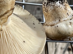 Catathelasma ventricosum