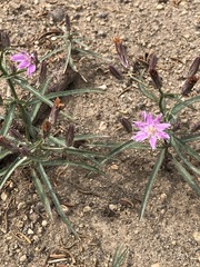 Stephanomeria lactucina