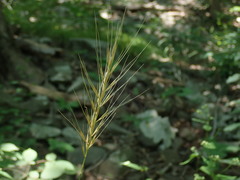 Elymus hystrix