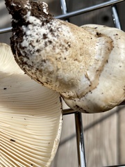 Catathelasma ventricosum