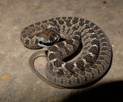 Dasypeltis scabra