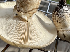 Catathelasma ventricosum