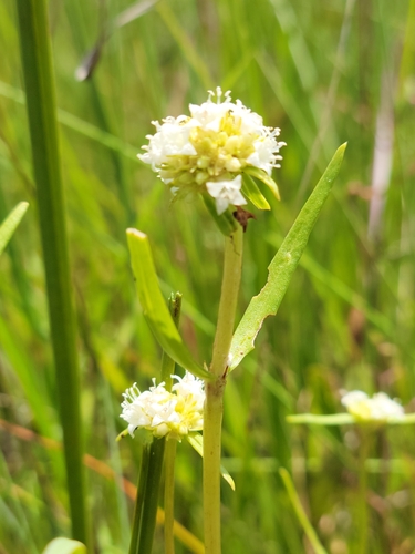 Image of Everglades Key False Buttonweed by (c) Jay Horn, some rights reserved (CC BY)