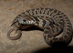 Dasypeltis scabra