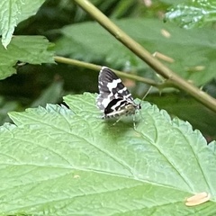 Trichodezia californiata