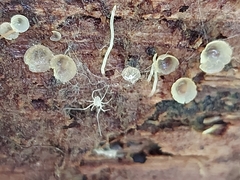 Orbilia crenatomarginata