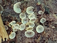 Orbilia crenatomarginata