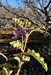 Solanum hoplopetalum