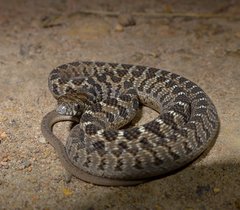 Dasypeltis scabra