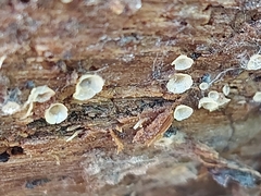 Orbilia crenatomarginata