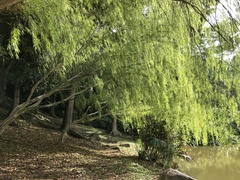 Leptospermum brachyandrum