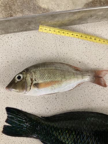 Emperor (Lethrinus obsoletus) — Lethrinidae — 2