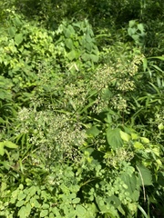 Thalictrum minus hypoleucum