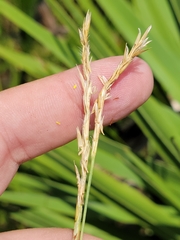 Elionurus tripsacoides