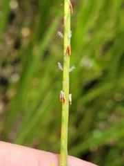 Elionurus tripsacoides