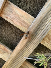 Polistes jokahamae