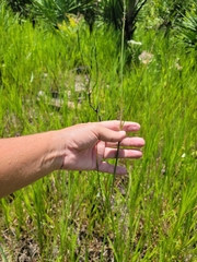 Elionurus tripsacoides