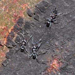 Iridomyrmex rufoniger