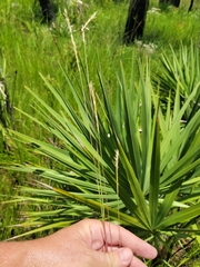 Elionurus tripsacoides