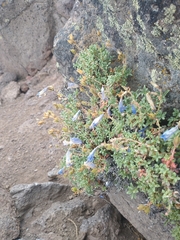 Penstemon davidsonii praeteritus