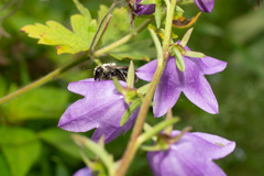 Megachile gemula
