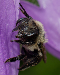 Megachile gemula