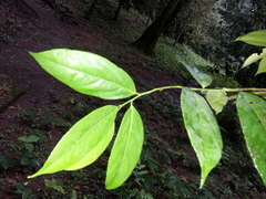 Lacistema aggregatum