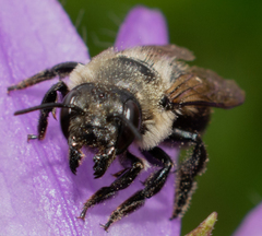 Megachile gemula
