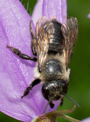 Megachile gemula