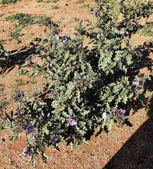 Solanum hoplopetalum