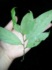 Lacistema aggregatum