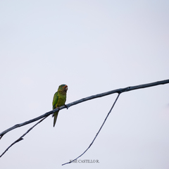 Eupsittula canicularis