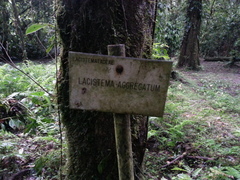 Lacistema aggregatum